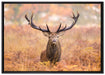 Großer Hirsch im Feld auf Leinwandbild gerahmt Größe 100x70