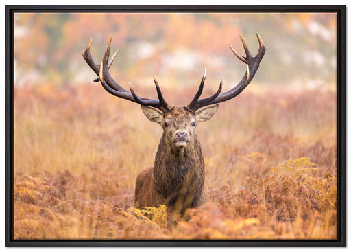 Großer Hirsch im Feld auf Leinwandbild gerahmt Größe 100x70