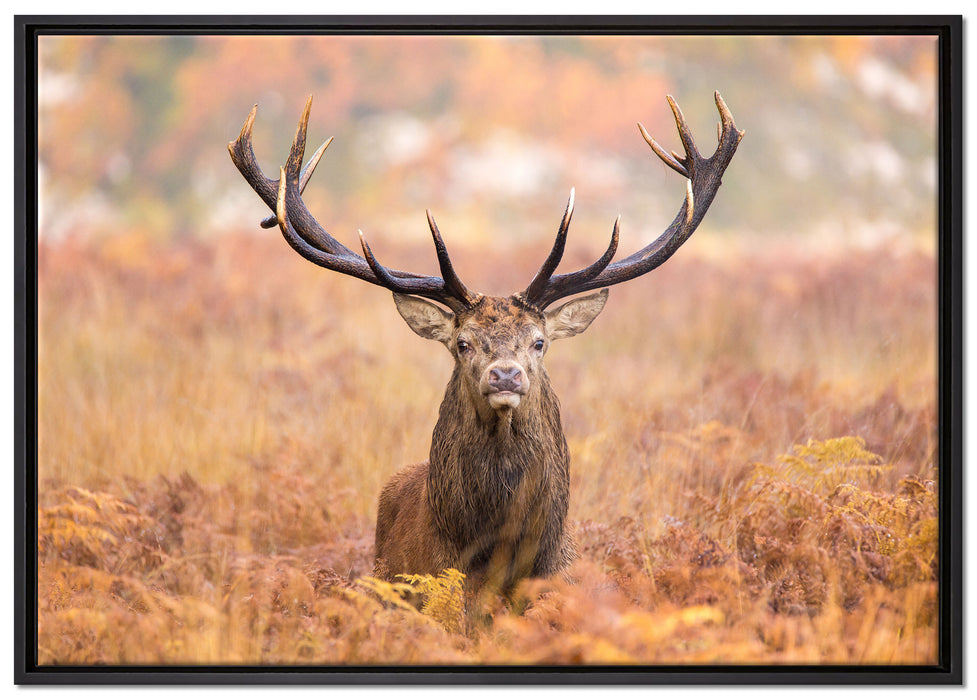 Großer Hirsch im Feld auf Leinwandbild gerahmt Größe 100x70