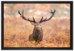 Großer Hirsch im Feld auf Leinwandbild gerahmt Größe 60x40
