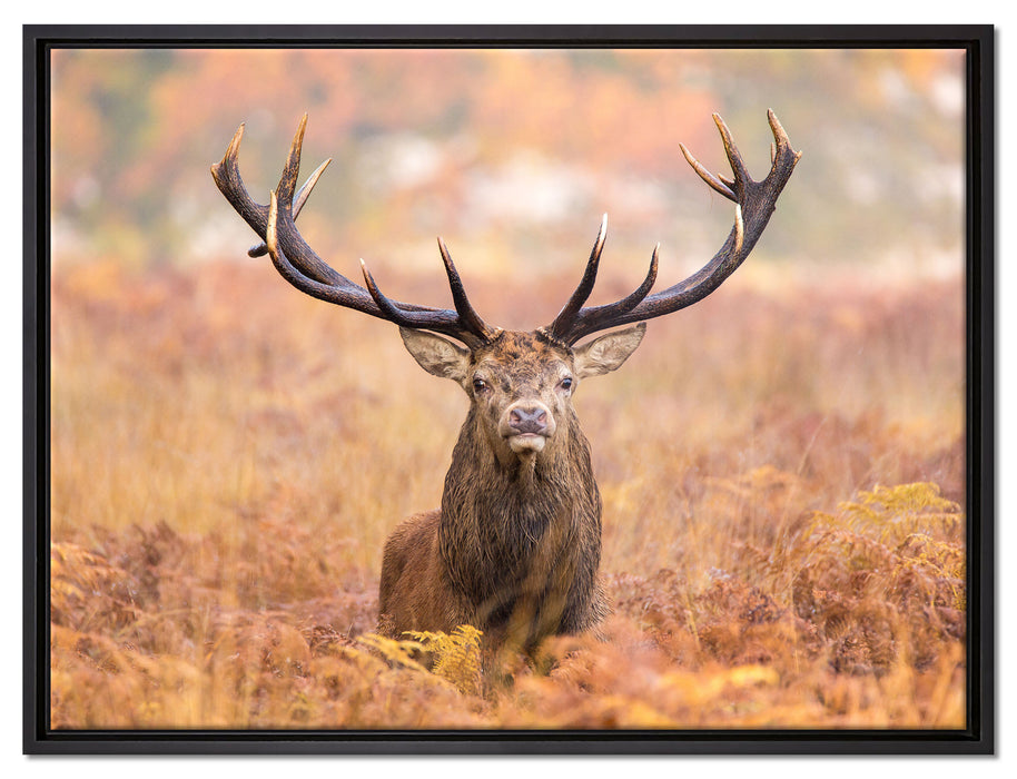 Großer Hirsch im Feld auf Leinwandbild gerahmt Größe 80x60