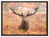 Großer Hirsch im Feld auf Leinwandbild gerahmt Größe 80x60