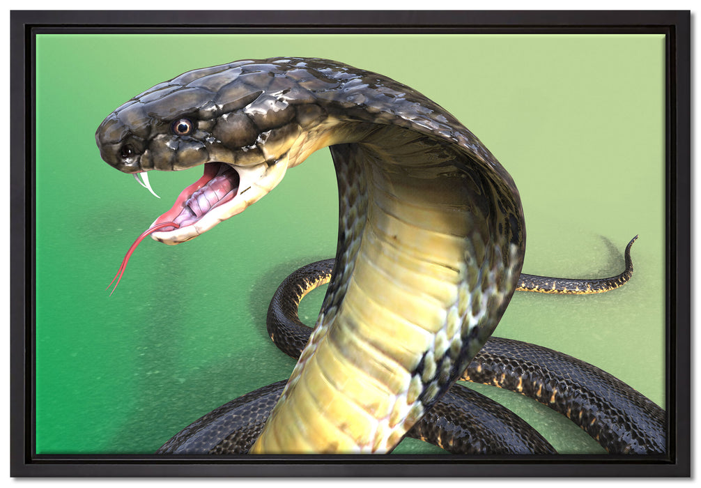 Nahaufnahme einer Cobra auf Leinwandbild gerahmt Größe 60x40