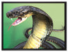Nahaufnahme einer Cobra auf Leinwandbild gerahmt Größe 80x60
