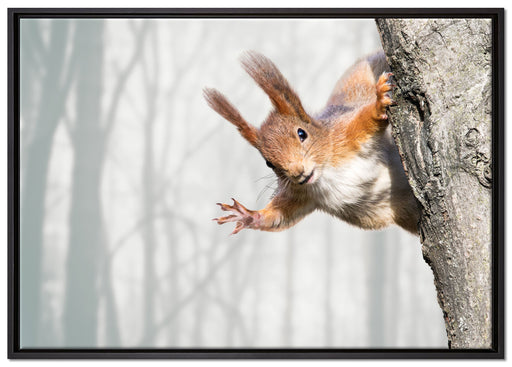 Neugierig rotes Eichhörnchen auf Leinwandbild gerahmt Größe 100x70