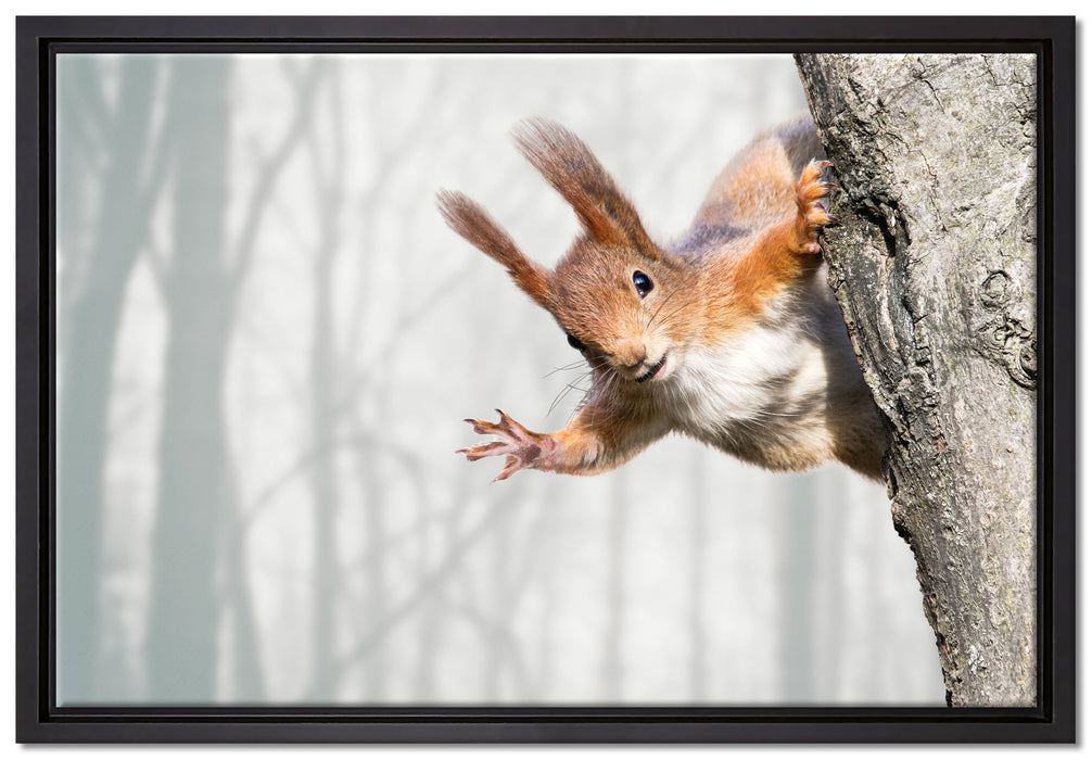 Neugierig rotes Eichhörnchen auf Leinwandbild gerahmt Größe 60x40