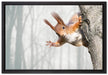 Neugierig rotes Eichhörnchen auf Leinwandbild gerahmt Größe 60x40