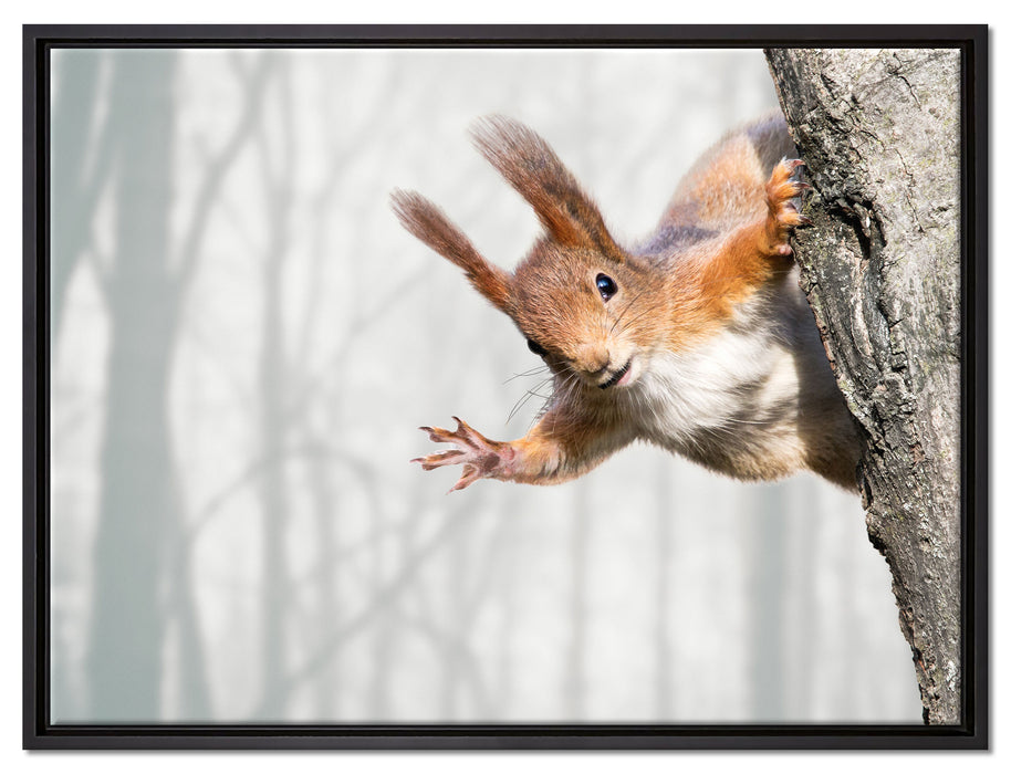 Neugierig rotes Eichhörnchen auf Leinwandbild gerahmt Größe 80x60