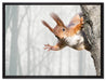 Neugierig rotes Eichhörnchen auf Leinwandbild gerahmt Größe 80x60