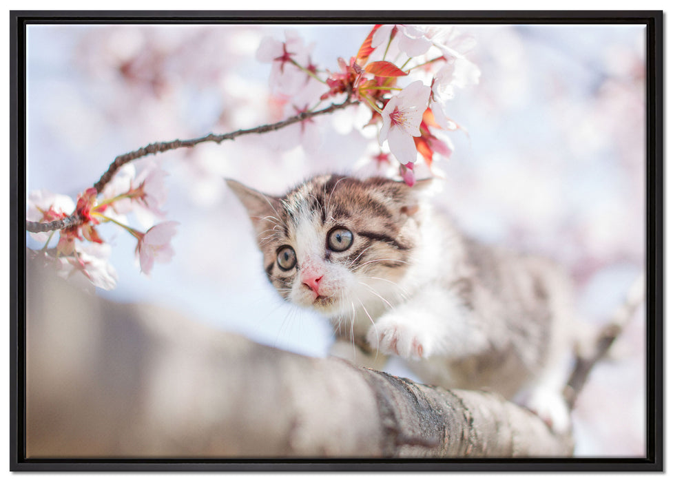 Süßes Kätzchen im Kirschbaum auf Leinwandbild gerahmt Größe 100x70