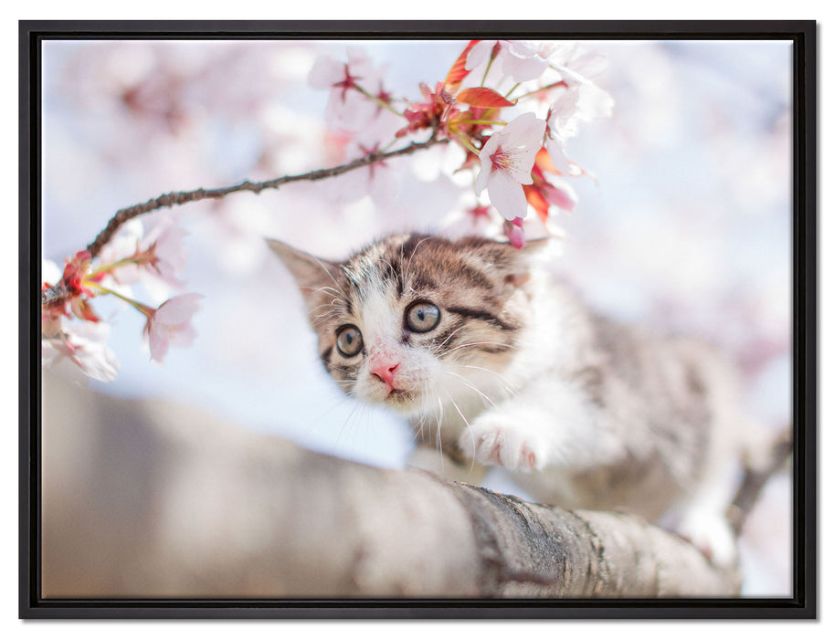 Süßes Kätzchen im Kirschbaum auf Leinwandbild gerahmt Größe 80x60