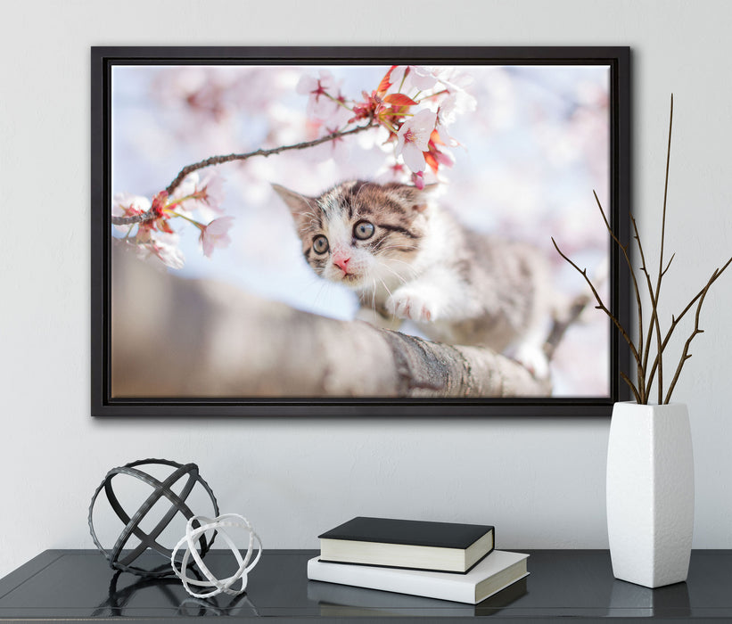 Süßes Kätzchen im Kirschbaum auf Leinwandbild gerahmt mit Kirschblüten