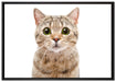 Katze Scottish Straight auf Leinwandbild gerahmt Größe 100x70