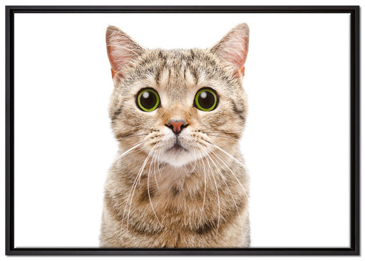Katze Scottish Straight auf Leinwandbild gerahmt Größe 100x70