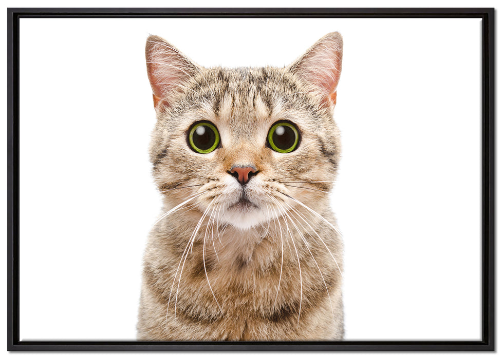 Katze Scottish Straight auf Leinwandbild gerahmt Größe 100x70