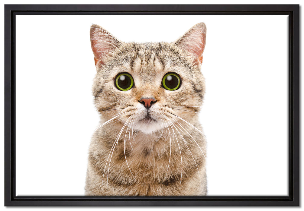 Katze Scottish Straight auf Leinwandbild gerahmt Größe 60x40