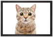 Katze Scottish Straight auf Leinwandbild gerahmt Größe 60x40