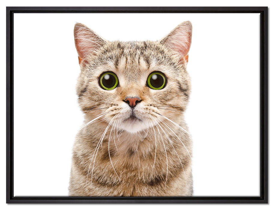 Katze Scottish Straight auf Leinwandbild gerahmt Größe 80x60