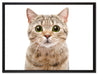 Katze Scottish Straight auf Leinwandbild gerahmt Größe 80x60