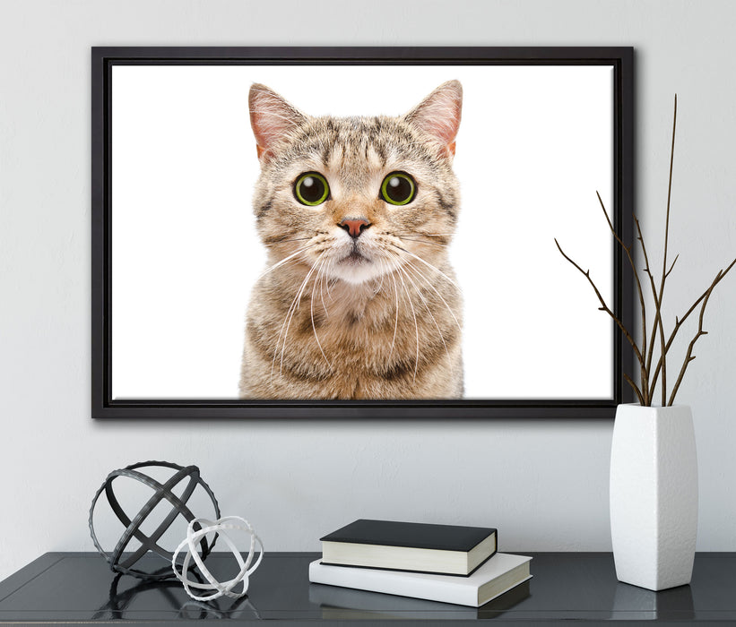 Katze Scottish Straight auf Leinwandbild gerahmt mit Kirschblüten