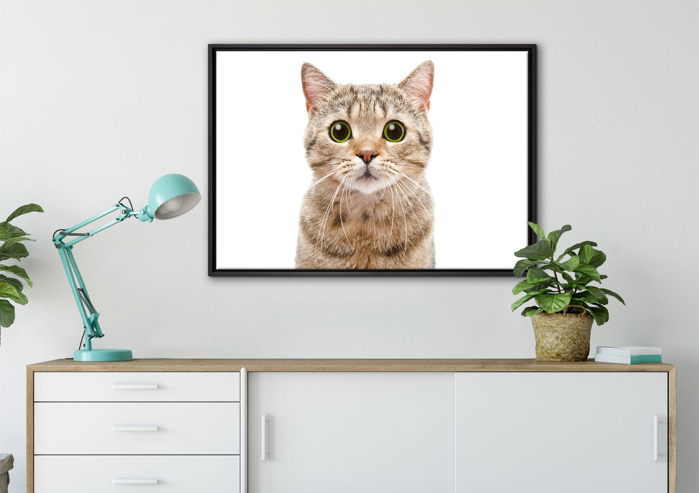 Katze Scottish Straight auf Leinwandbild gerahmt verschiedene Größen im Wohnzimmer