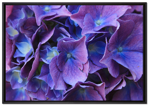Blaue Hortensien Blüte auf Leinwandbild gerahmt Größe 100x70