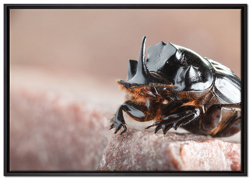 Nashornkäfer Porträt auf Leinwandbild gerahmt Größe 100x70