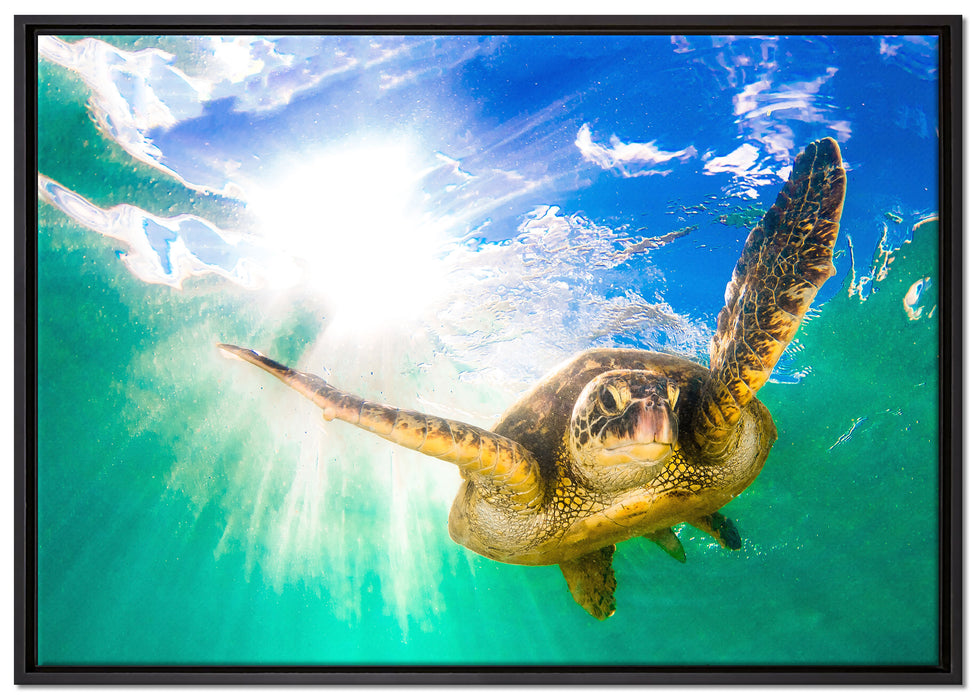 Grüne Meeresschildkröte auf Leinwandbild gerahmt Größe 100x70