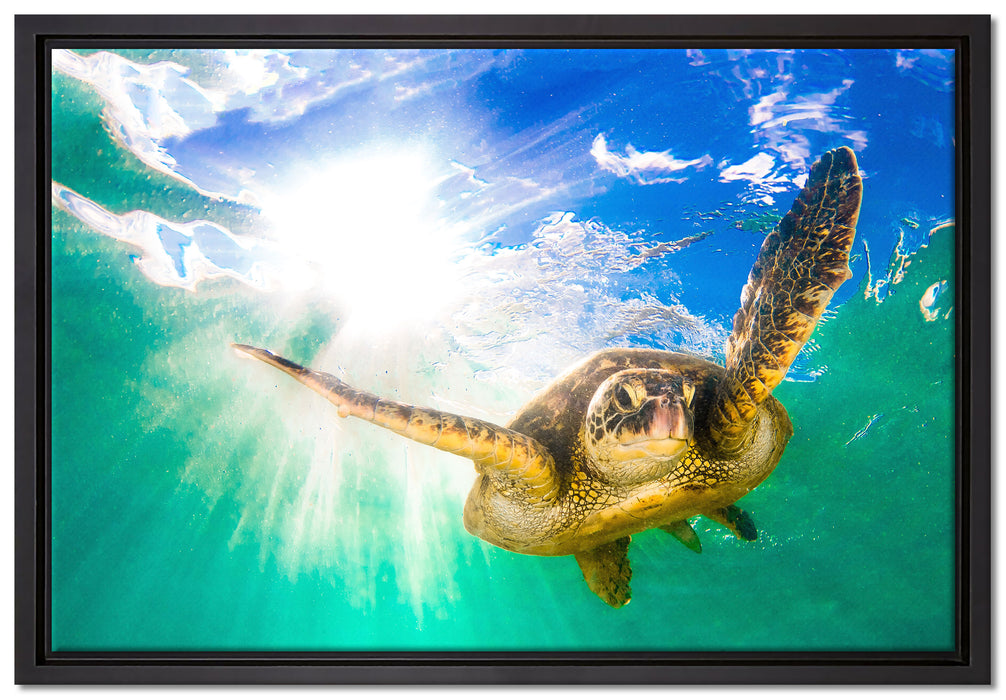 Grüne Meeresschildkröte auf Leinwandbild gerahmt Größe 60x40