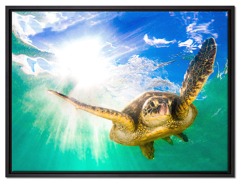 Grüne Meeresschildkröte auf Leinwandbild gerahmt Größe 80x60