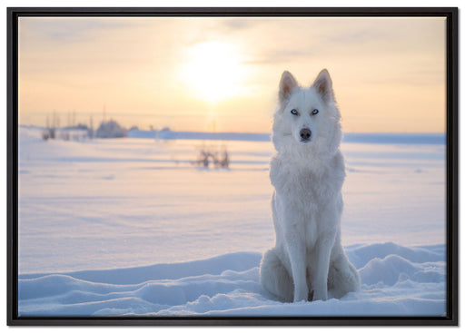 Weißer Wolf im Schnee auf Leinwandbild gerahmt Größe 100x70