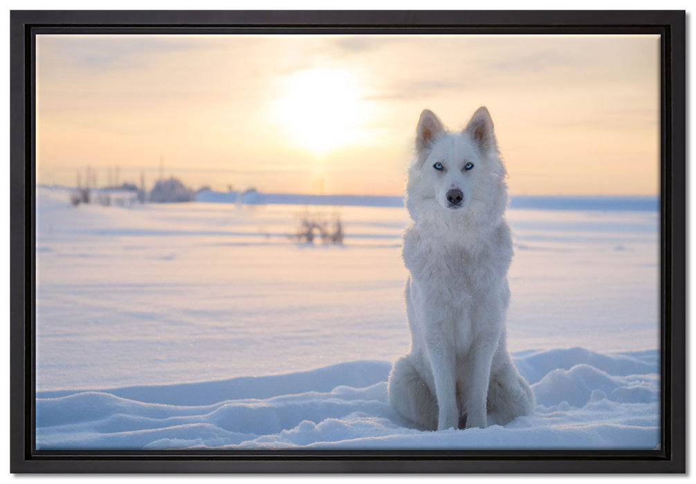 Weißer Wolf im Schnee auf Leinwandbild gerahmt Größe 60x40