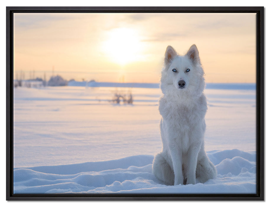Weißer Wolf im Schnee auf Leinwandbild gerahmt Größe 80x60