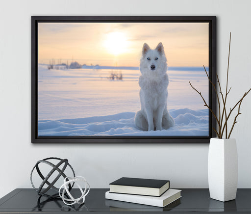 Weißer Wolf im Schnee auf Leinwandbild gerahmt mit Kirschblüten