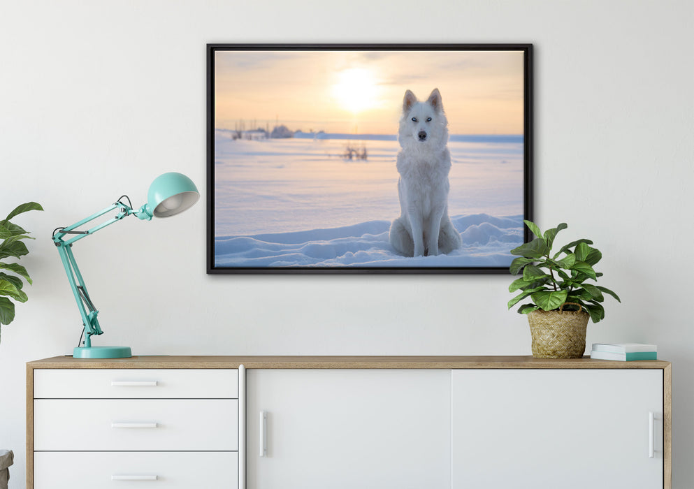 Weißer Wolf im Schnee auf Leinwandbild gerahmt verschiedene Größen im Wohnzimmer