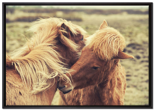 Islandpferde Pony auf Leinwandbild gerahmt Größe 100x70