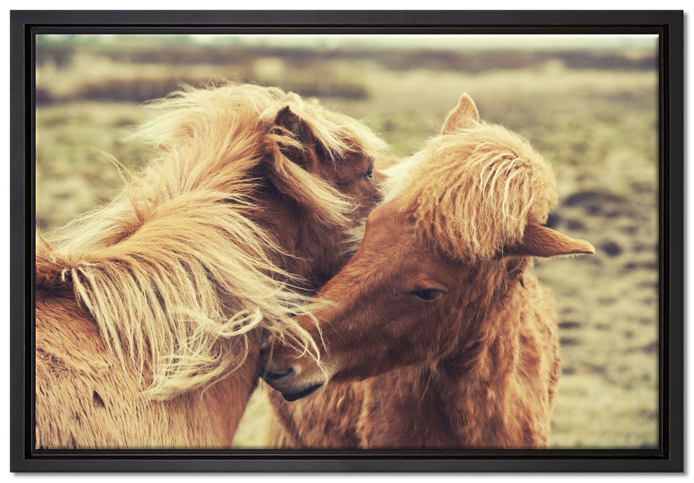 Islandpferde Pony auf Leinwandbild gerahmt Größe 60x40