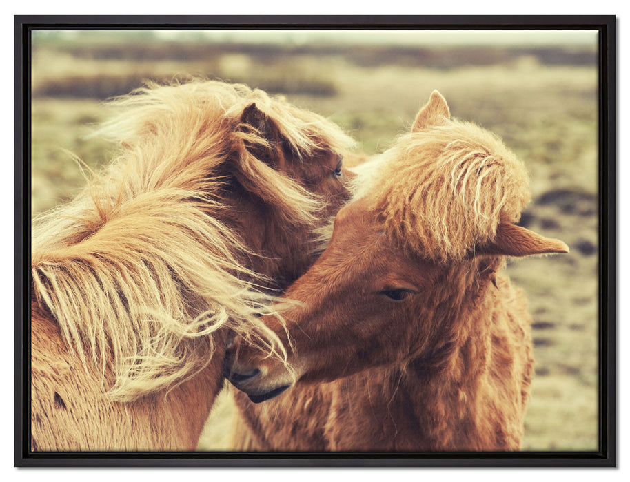 Islandpferde Pony auf Leinwandbild gerahmt Größe 80x60