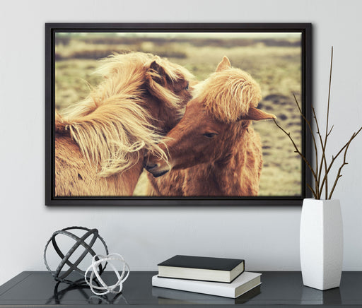 Islandpferde Pony auf Leinwandbild gerahmt mit Kirschblüten