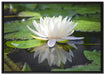 Weiße Lotusblume im Wasser auf Leinwandbild gerahmt Größe 100x70