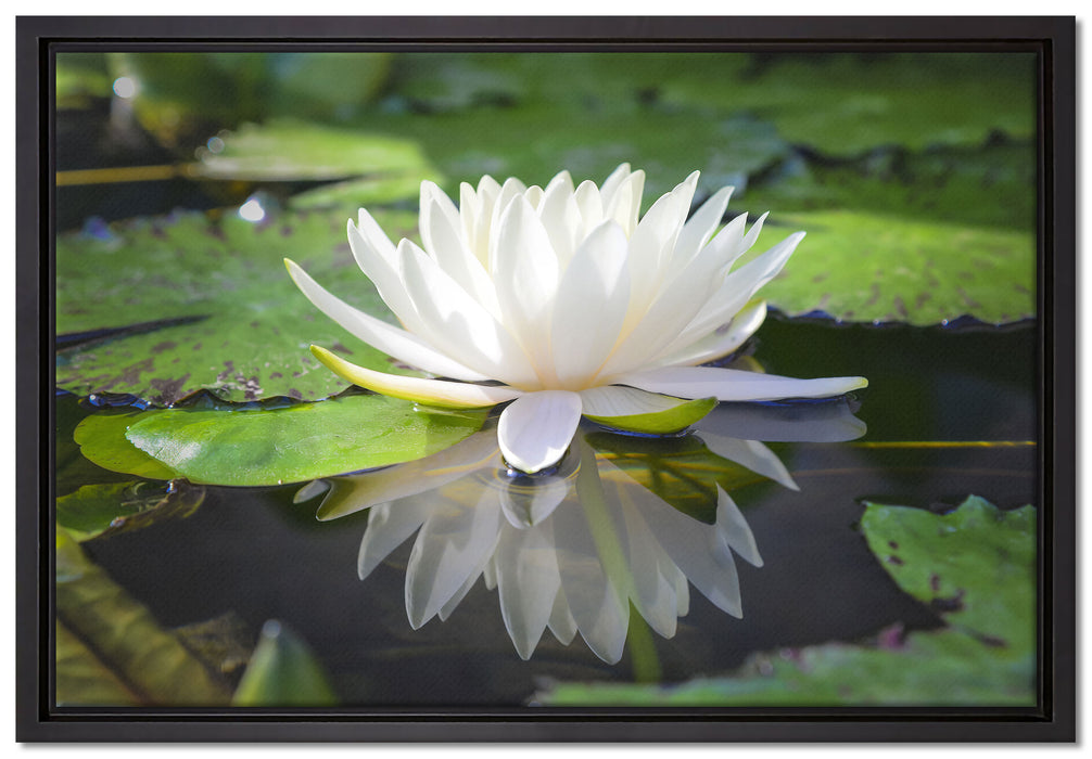 Weiße Lotusblume im Wasser auf Leinwandbild gerahmt Größe 60x40