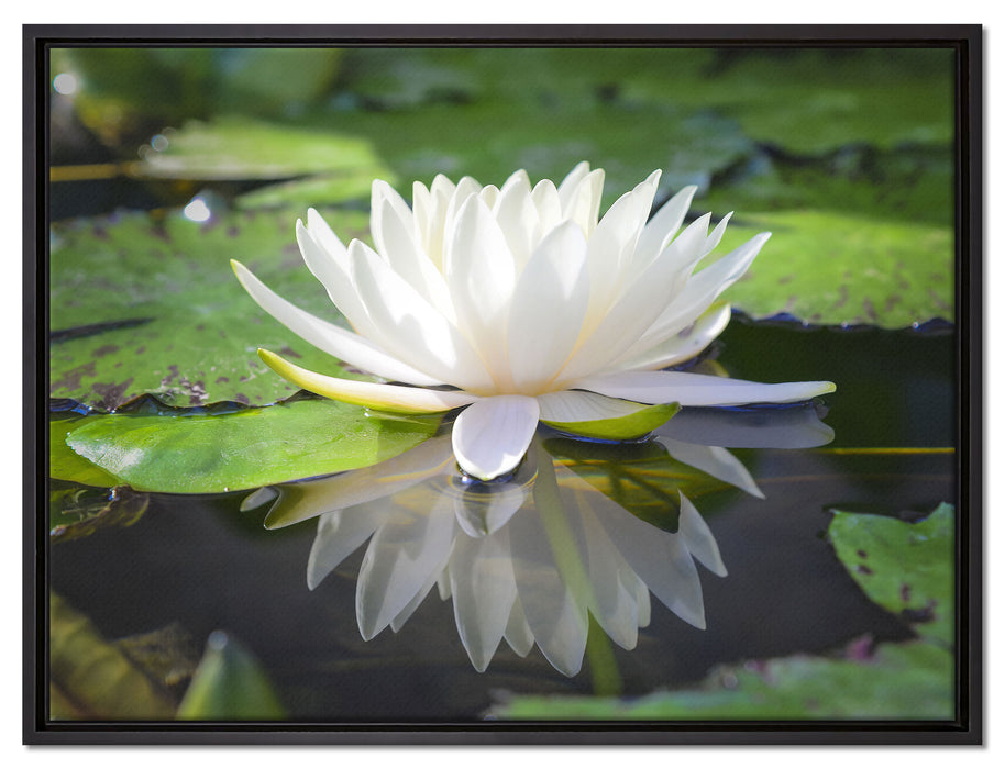 Weiße Lotusblume im Wasser auf Leinwandbild gerahmt Größe 80x60