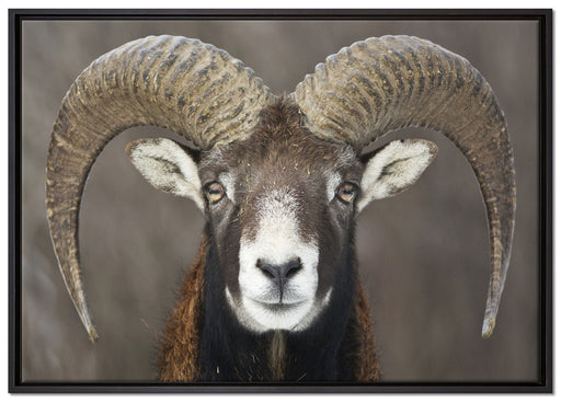 Mufflon Porträt auf Leinwandbild gerahmt Größe 100x70