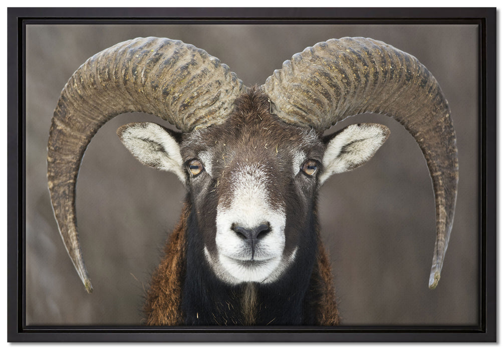 Mufflon Porträt auf Leinwandbild gerahmt Größe 60x40