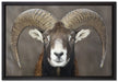 Mufflon Porträt auf Leinwandbild gerahmt Größe 60x40