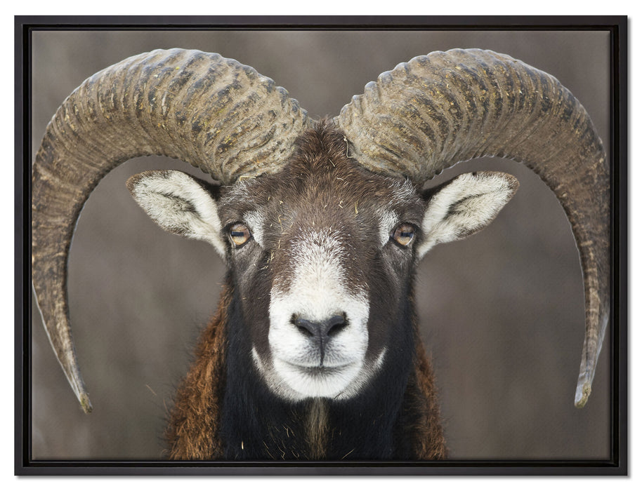 Mufflon Porträt auf Leinwandbild gerahmt Größe 80x60