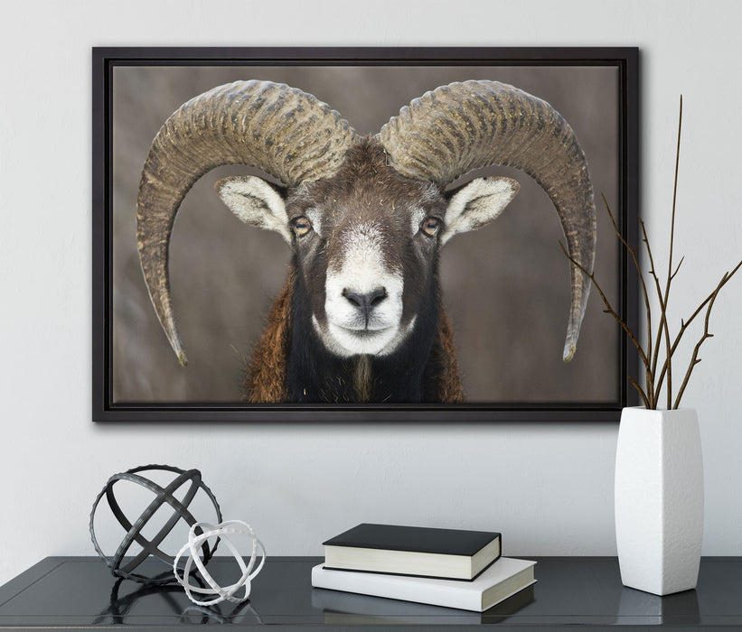 Mufflon Porträt auf Leinwandbild gerahmt mit Kirschblüten