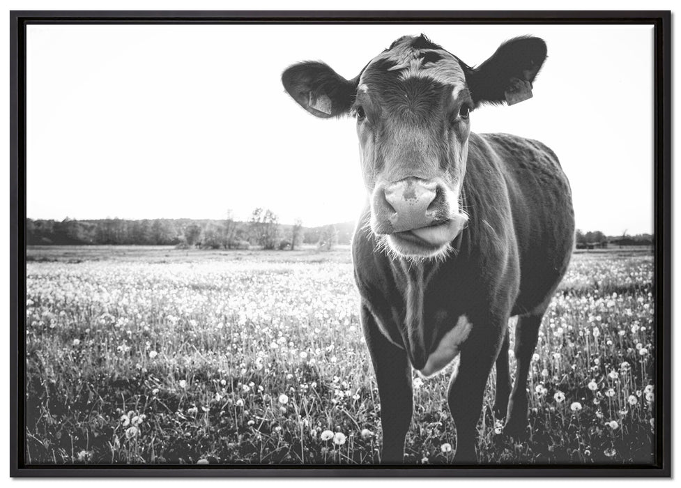Kuh auf Butterblumenwiese auf Leinwandbild gerahmt Größe 100x70