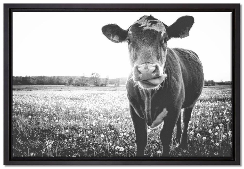 Kuh auf Butterblumenwiese auf Leinwandbild gerahmt Größe 60x40