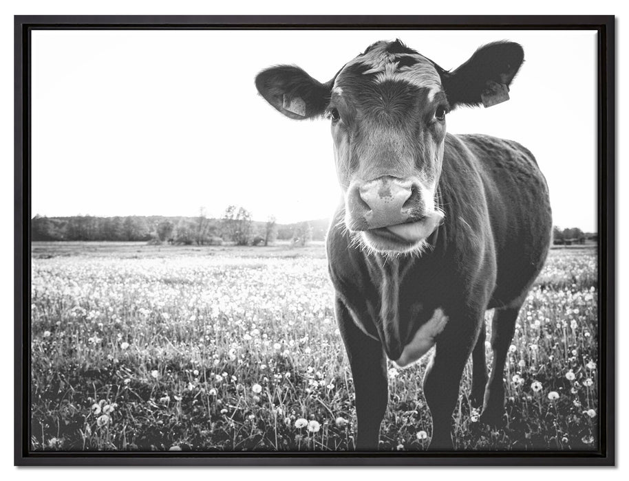 Kuh auf Butterblumenwiese auf Leinwandbild gerahmt Größe 80x60